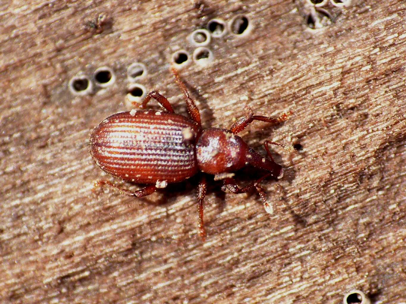 Piccolo Curculionidae di spiaggia - Styphloderes exsculptus
